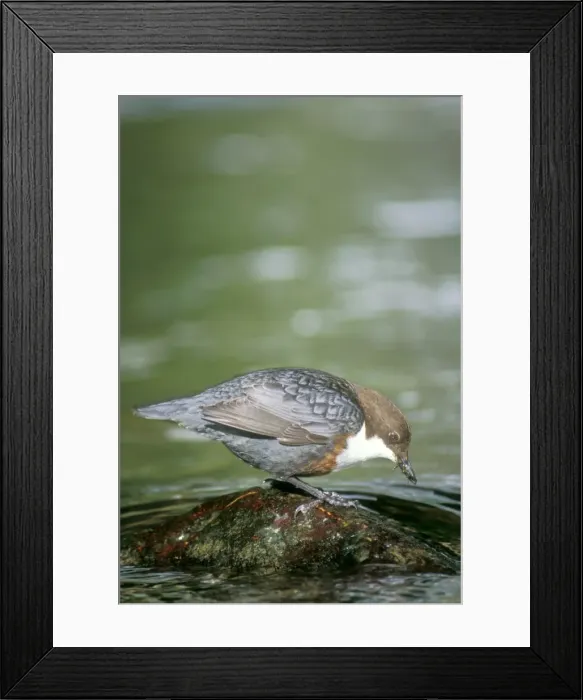 Framed Print : Dipper - feeding Framed Print : Dipper - feeding