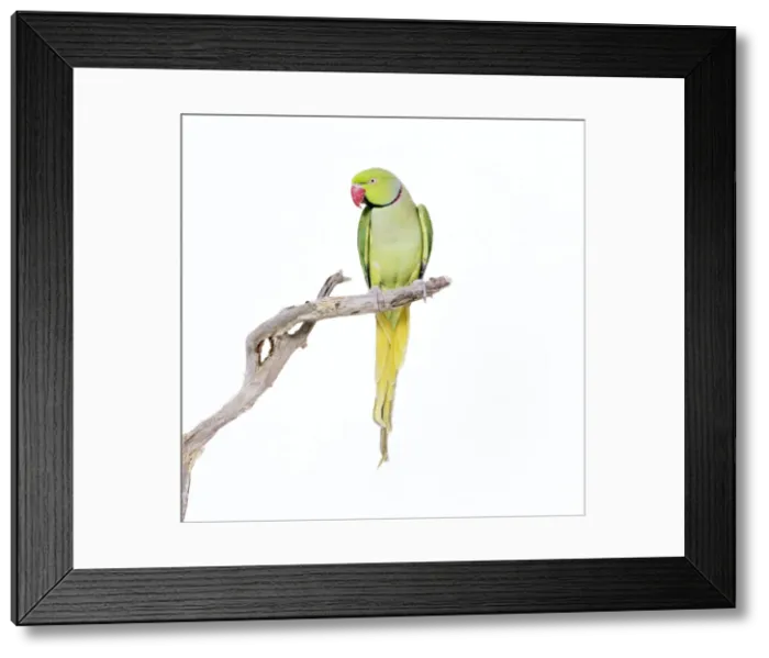 Framed Print : Rose-ringed Parakeet / Ring-necked Parakeet Framed Print : Rose-ringed Parakeet / Ring-necked Parakeet