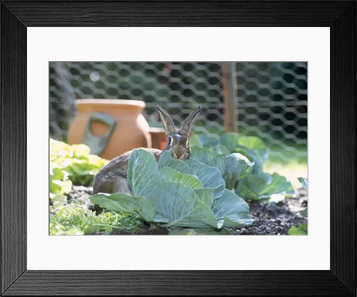 Framed Print : Rabbit - in cabbage patch Framed Print : Rabbit - in cabbage patch