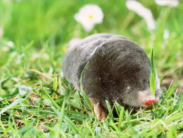 Mole - foraging on surface Removed grass over face