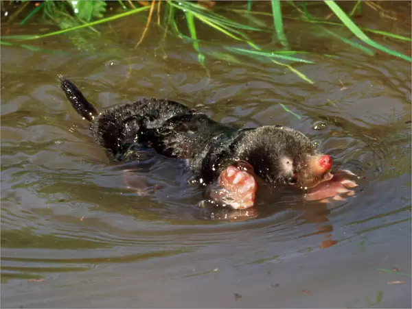 Common Mole - swimming in river