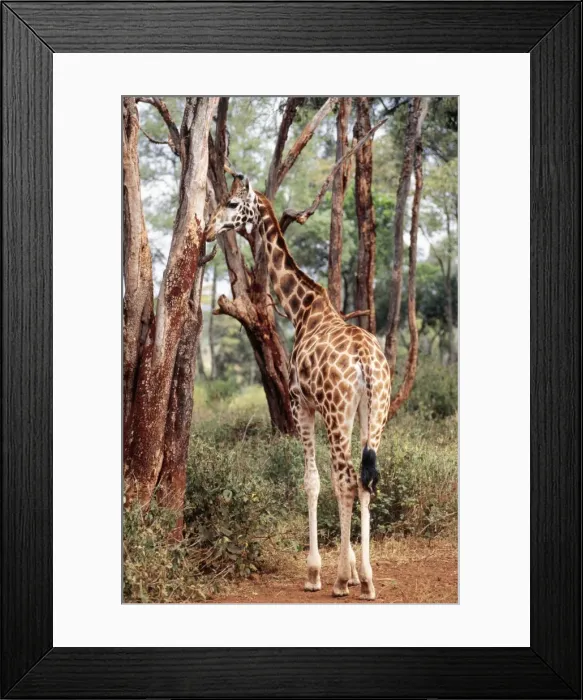 Framed Print : Rothschild's / Uganda / Baringo Giraffe Tanzania, Africa Framed Print : Rothschild's / Uganda / Baringo Giraffe Tanzania, Africa