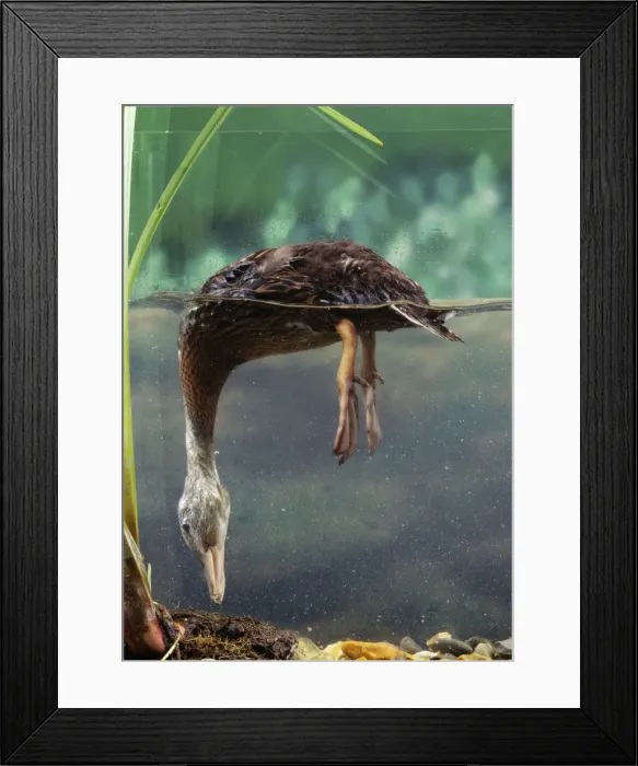Framed Print : Mallard Duck Duckling, 4 weeks Framed Print : Mallard Duck Duckling, 4 weeks