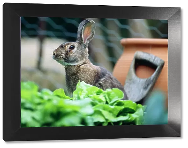 Common Rabbit - in vegetable garden