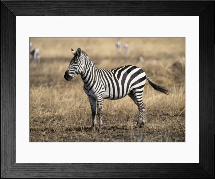Framed Print : Burchell's / Plains / Common Zebra Serengeti, Tanzania, Africa Framed Print : Burchell's / Plains / Common Zebra Serengeti, Tanzania, Africa