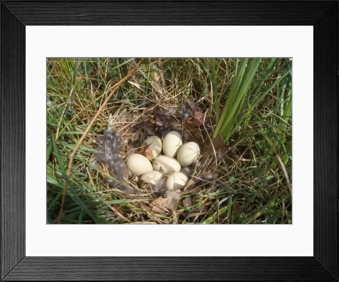 Framed Print : Mallard Duck - eggs in nest Framed Print : Mallard Duck - eggs in nest