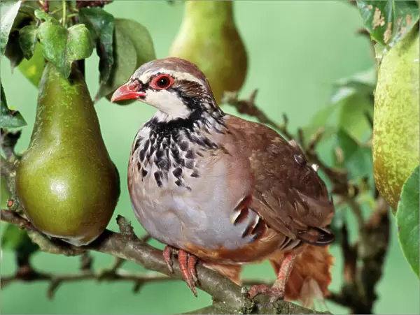 Partridge In a pear tree