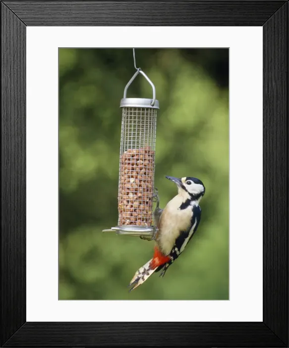 Framed Print : Great Spotted Woodpecker - on bird feeder Framed Print : Great Spotted Woodpecker - on bird feeder