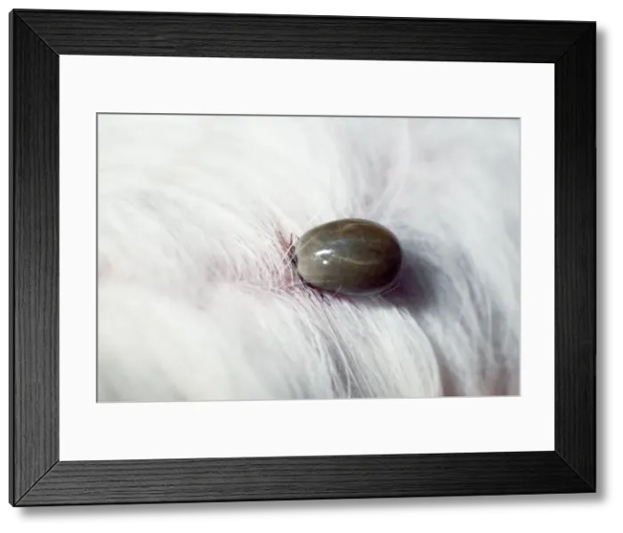 Framed Print : Tick - on Dog Framed Print : Tick - on Dog
