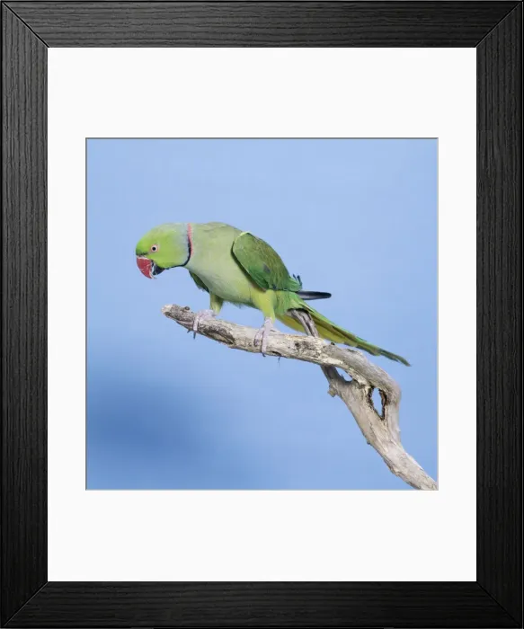 Framed Print : Ring-necked Parakeet Framed Print : Ring-necked Parakeet
