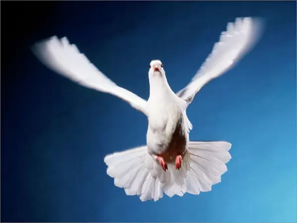 Dove - in flight