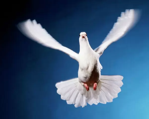 Dove - in flight