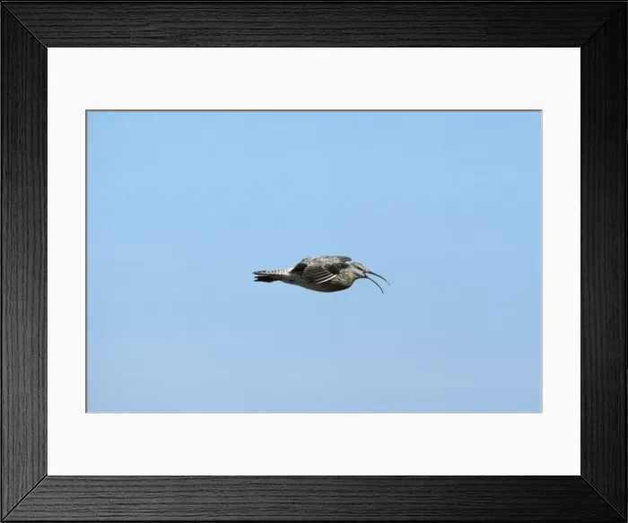 Framed Print : Whimbrel - in flight Framed Print : Whimbrel - in flight