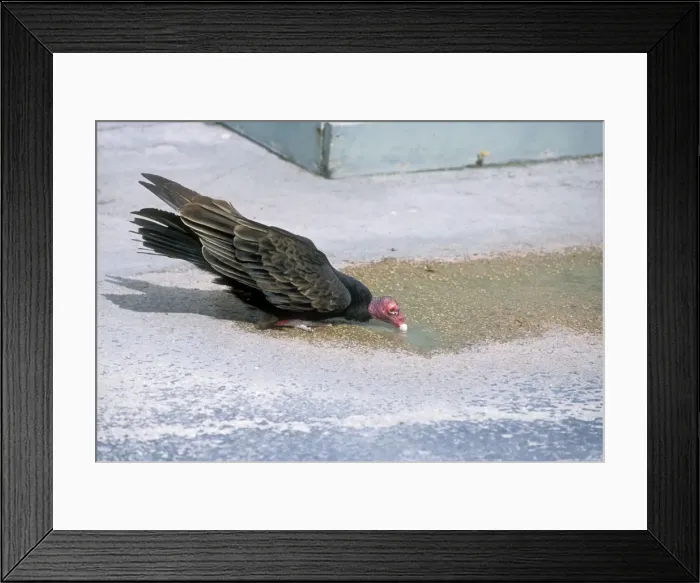 Framed Print : Turkey Vulture USA Framed Print : Turkey Vulture USA