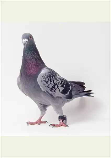 Carrier Pigeon