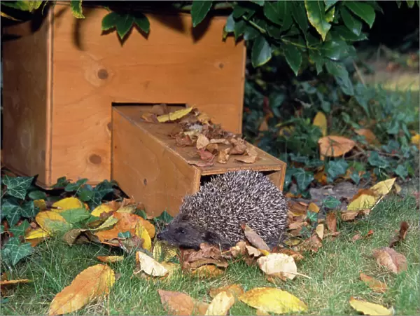 Hedgehog - visiting hibernation box