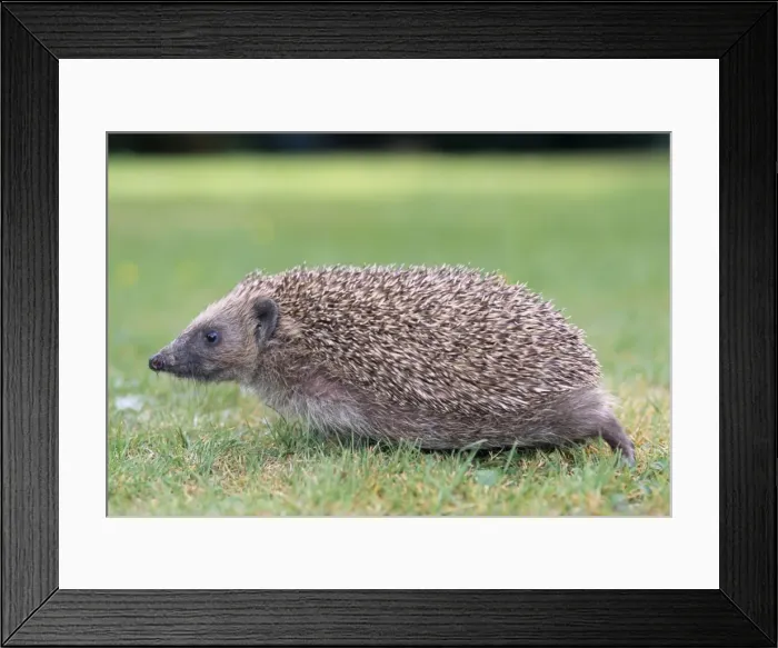 Framed Print : Hedgehog. JD-15872. Hedgehog - sideview. Erinaceus europaeus Framed Print : Hedgehog. JD-15872. Hedgehog - sideview. Erinaceus europaeus
