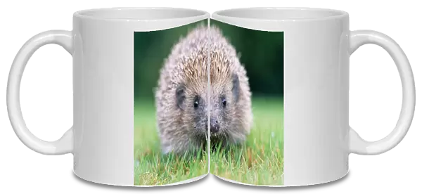 Hedgehog. JD-15874. Hedgehog - close-up from front