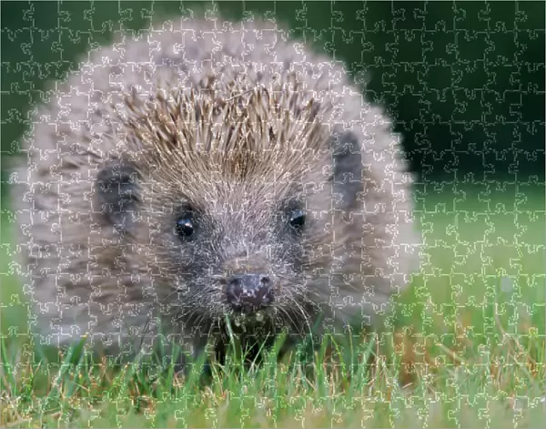 Hedgehog. JD-15874. Hedgehog - close-up from front