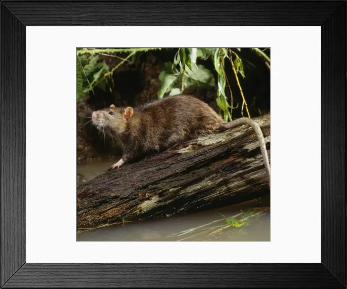 Framed Print : Rat - on log in river Framed Print : Rat - on log in river