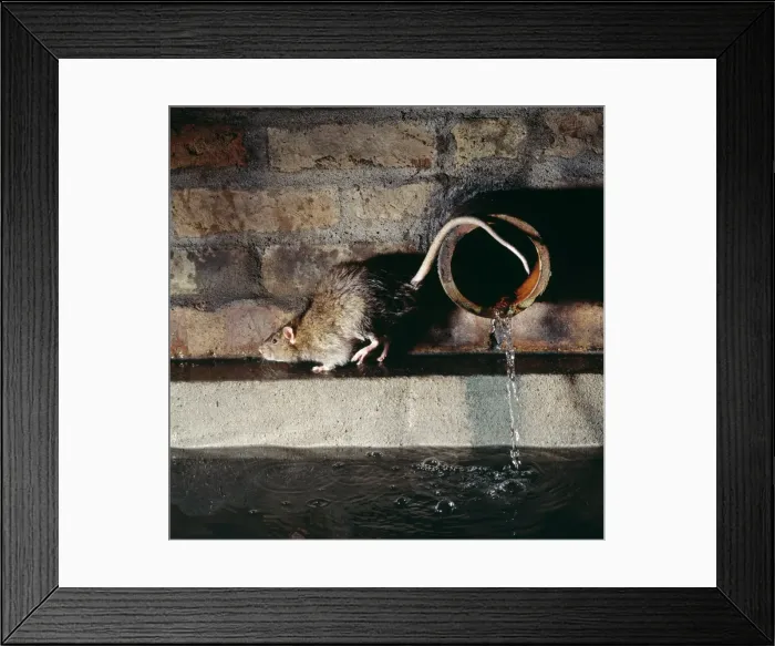 Framed Print : Rat By pipe in sewer Framed Print : Rat By pipe in sewer