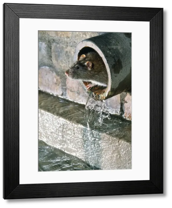 Framed Print : Rat - in sewer pipe Framed Print : Rat - in sewer pipe