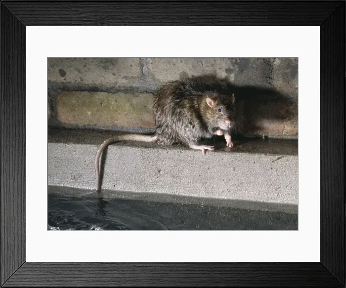 Framed Print : Rat In Sewer Framed Print : Rat In Sewer