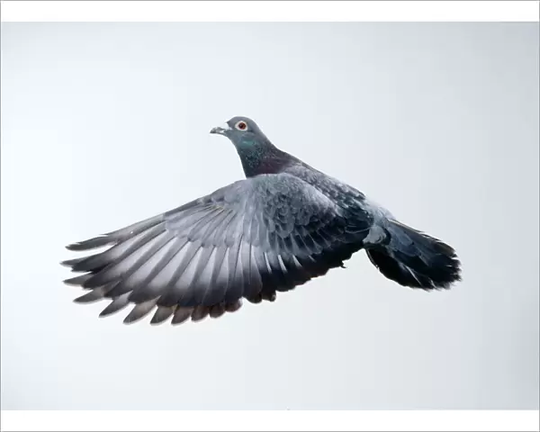 Racing  /  Carrier Pigeon