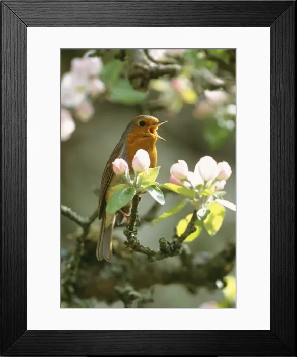 Framed Print : Robin - In apple blossom Framed Print : Robin - In apple blossom