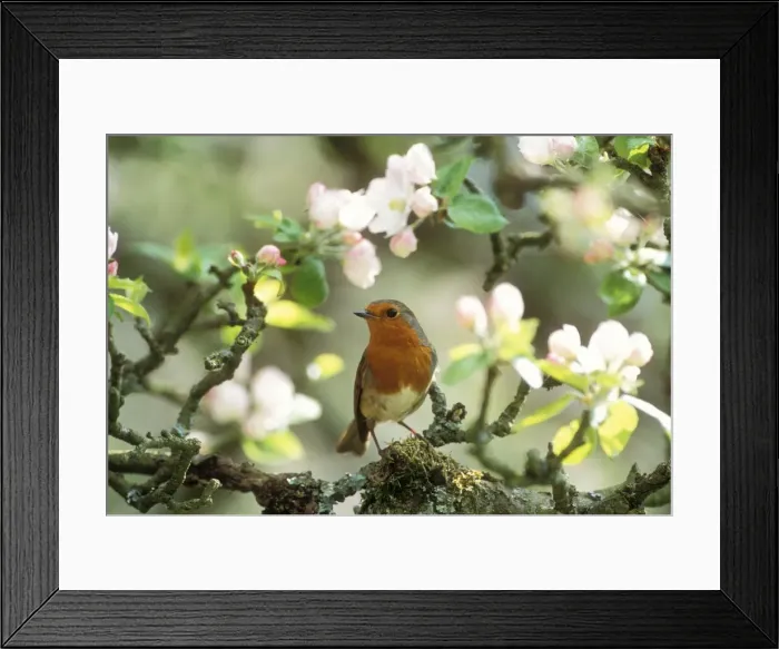 Framed Print : Robin In apple blossom Framed Print : Robin In apple blossom
