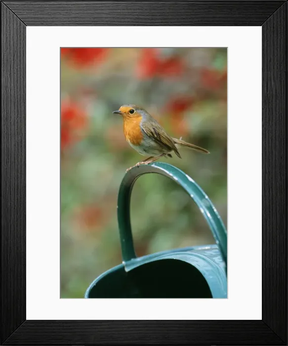 Framed Print : Robin On watering can Framed Print : Robin On watering can