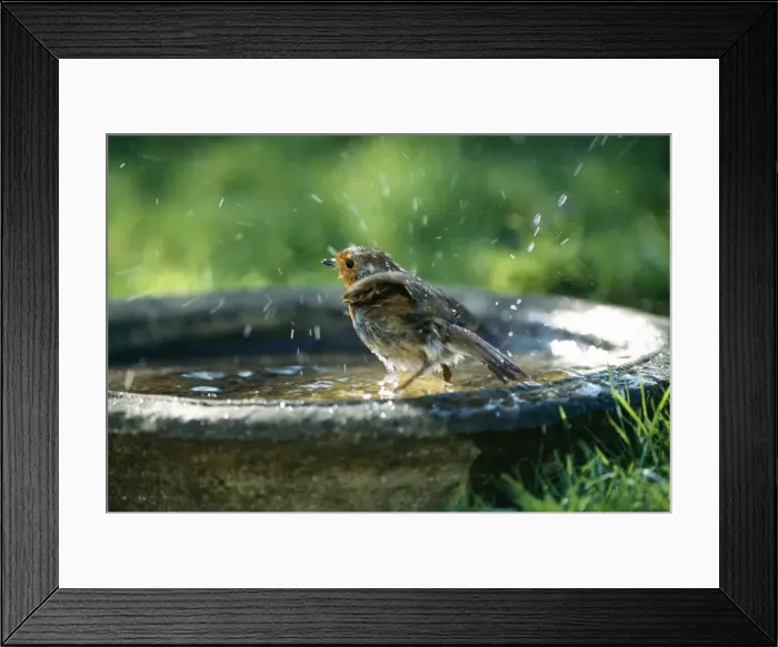 Framed Print : Robin On bird bath Framed Print : Robin On bird bath