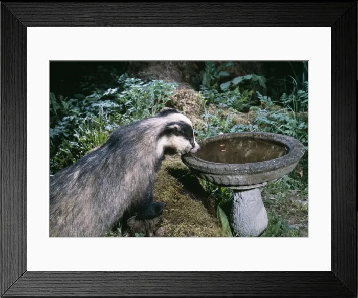 Framed Print : Badger Drinking from bird bath Framed Print : Badger Drinking from bird bath