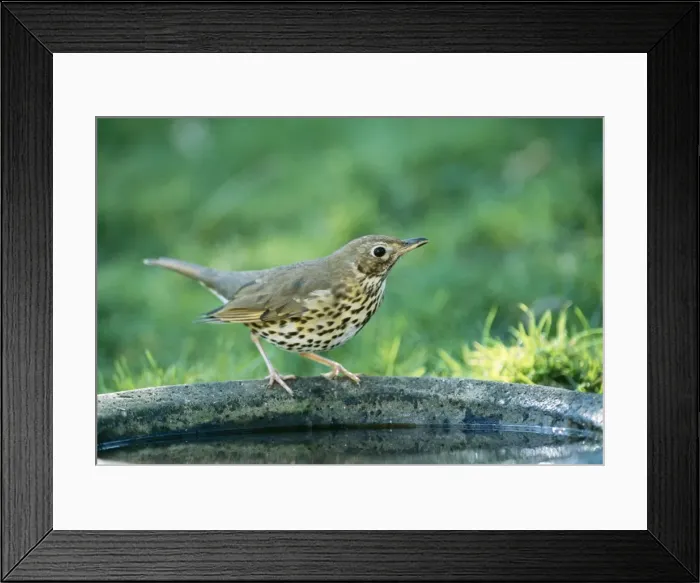 Framed Print : Song Thrush On bird bath Framed Print : Song Thrush On bird bath