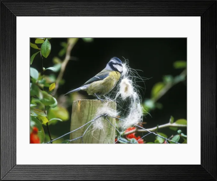 Framed Print : Blue Tit Collecting Dog hair for nest Framed Print : Blue Tit Collecting Dog hair for nest