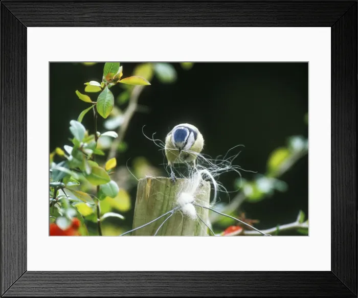 Framed Print : Blue Tit Collecting Dog hair for nest Framed Print : Blue Tit Collecting Dog hair for nest