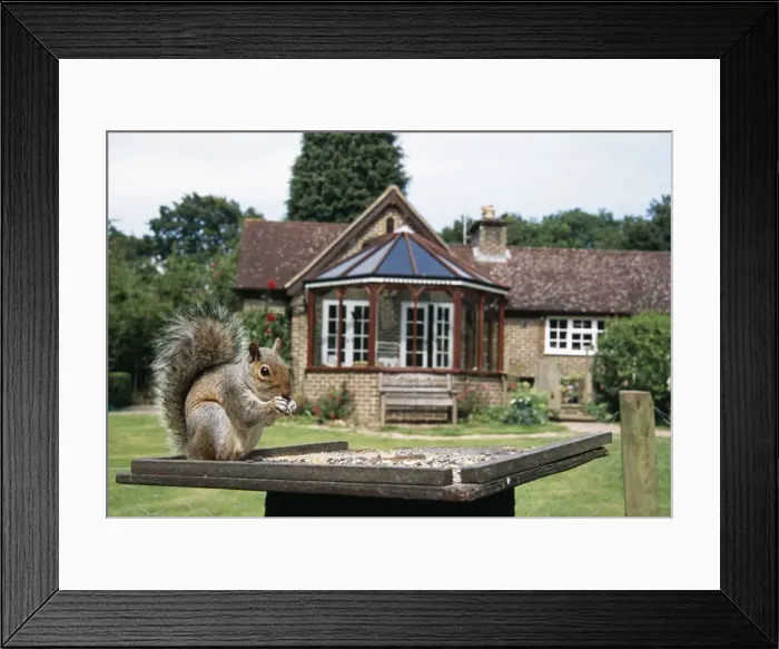 Framed Print : Grey Squirrel On birdtable Framed Print : Grey Squirrel On birdtable
