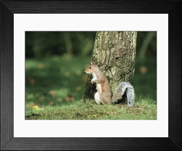 Framed Print : Grey Squirrel Framed Print : Grey Squirrel