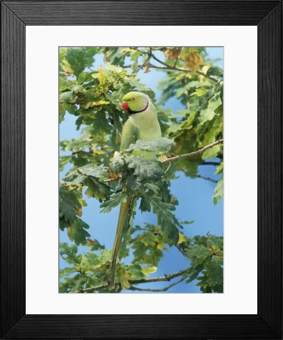 Framed Print : Ring-necked Parakeet In English Oak tree, UK Framed Print : Ring-necked Parakeet In English Oak tree, UK