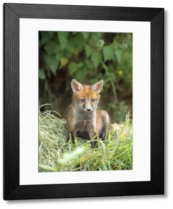 Framed Print : European Fox - young Framed Print : European Fox - young