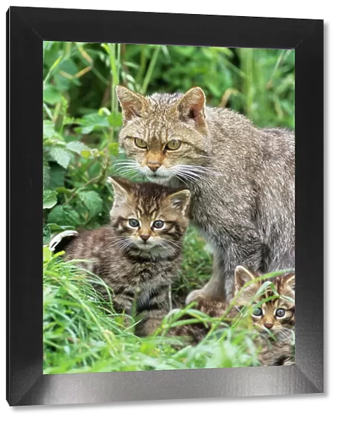 Wild Cat - with kittens