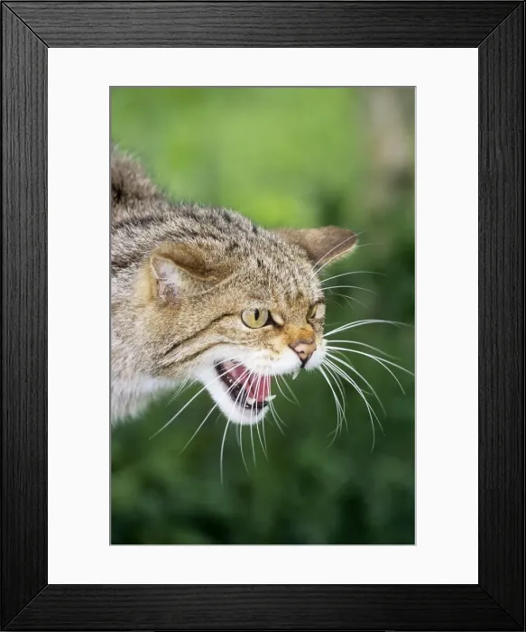 Framed Print : Wild Cat. JD-17009. European Wild Cat - snarling, close-up