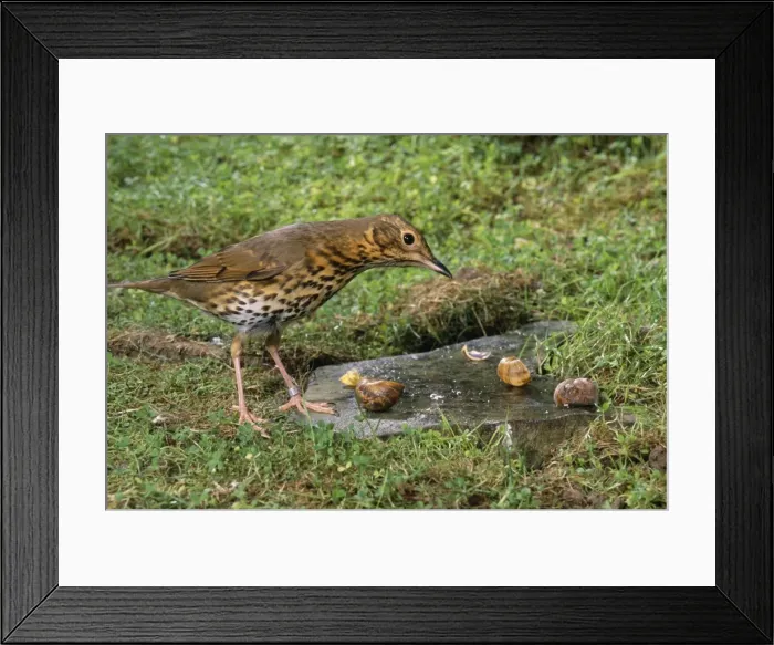 Framed Print : Song Thrush - standing on anvil Framed Print : Song Thrush - standing on anvil