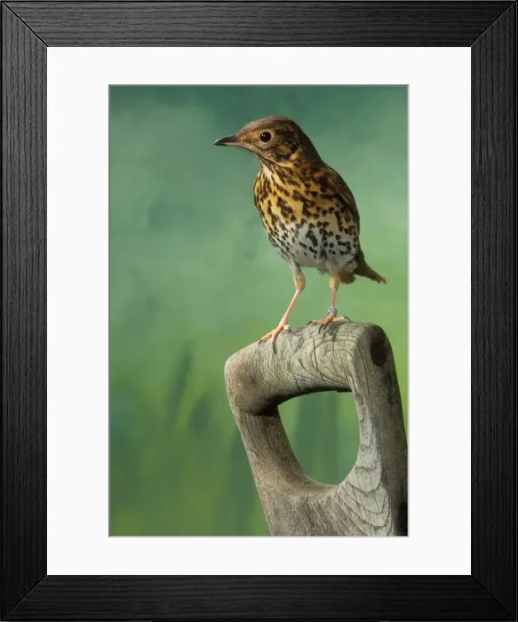 Framed Print : Song Thrush On spade handle Framed Print : Song Thrush On spade handle