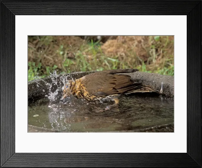 Framed Print : Song Thrush Using bird bath Framed Print : Song Thrush Using bird bath