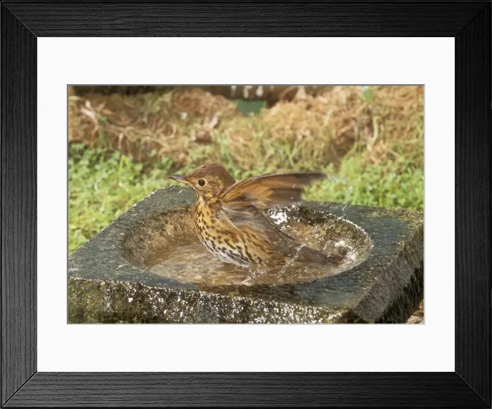 Framed Print : Song Thrush Using bird bath Framed Print : Song Thrush Using bird bath