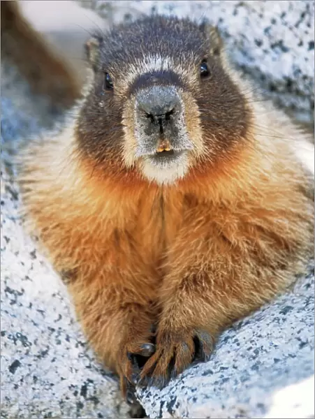 Hoary Marmot Yosemite National Park, California, USA