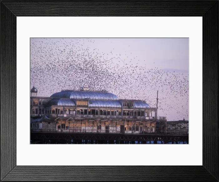Framed Print : Starling Flying to roost on Brighton pier Framed Print : Starling Flying to roost on Brighton pier