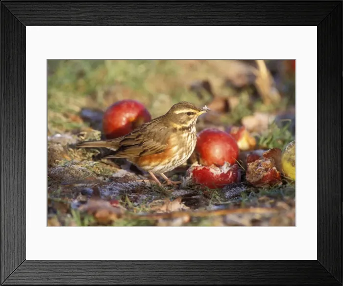 Framed Print : Redwing. JD-17143. REDWING - on ground by apples Framed Print : Redwing. JD-17143. REDWING - on ground by apples