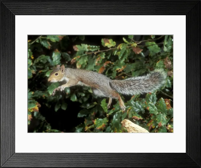Framed Print : Grey Squirrel Jumping Framed Print : Grey Squirrel Jumping